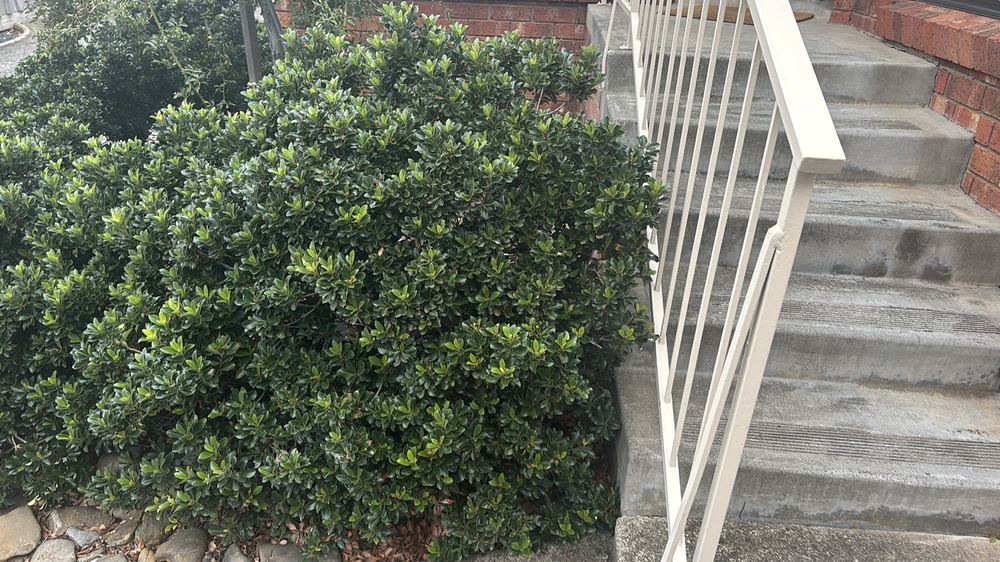 Building and Pest Inspections in Sunbury