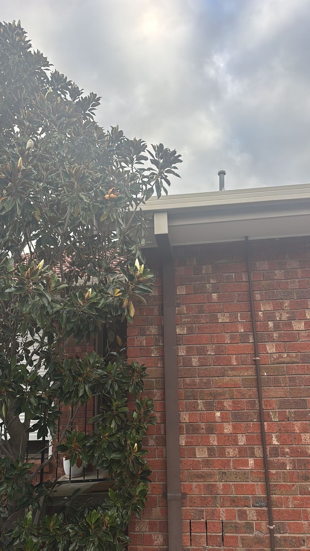 Tree branches touching the roof and dropping debris into gutters, found during a building and pest inspection in Westmeadows
